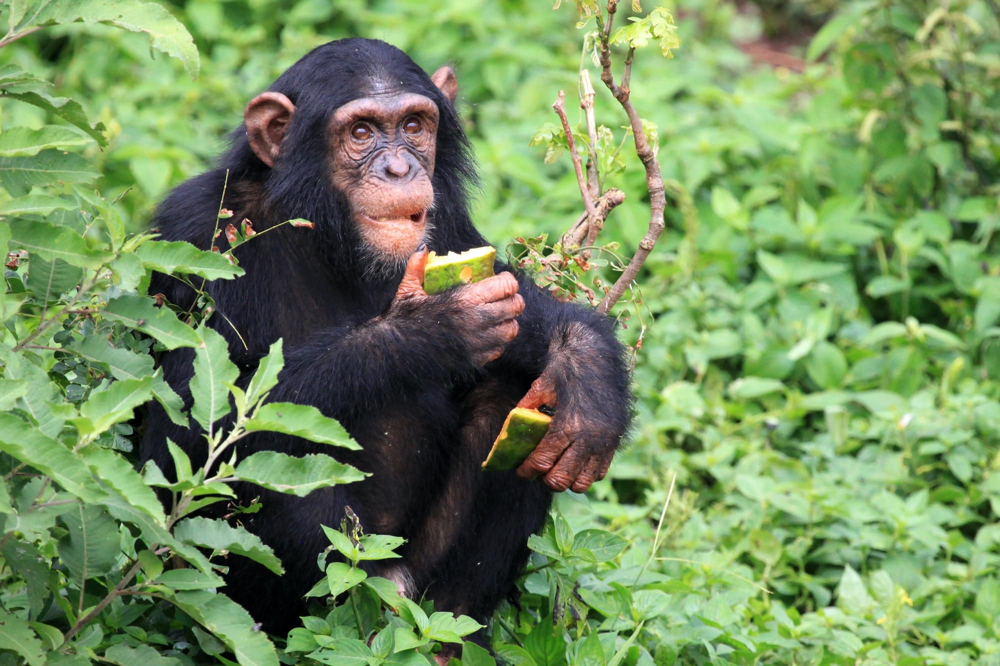 Chimpanzee Tracking In Queen Elizabeth National Park - Rwizi Africa ...